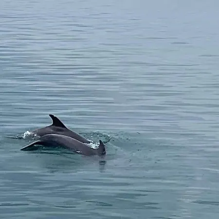 черно море בית הארחה